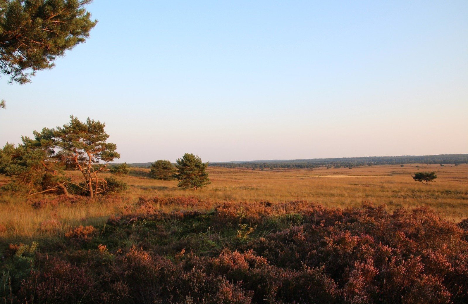 Veluwe